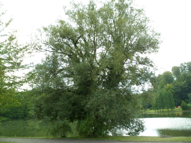 Saule blanc – Watermael-Boitsfort, Parc de la Royale Belge, Boulevard du Souverain, 25 –  23 Août 2012