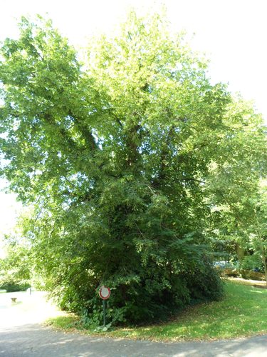Tilleul commun – Watermael-Boitsfort, Parc de la Royale Belge, Boulevard du Souverain, 25 –  31 Août 2012