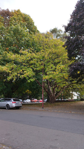 Catalpa commun – Jette, Avenue Joseph De Heyn –  02 Octobre 2025