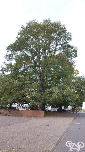 Chêne à feuilles de châtaignier – Jette, Avenue Joseph De Heyn –  02 Octobre 2025
