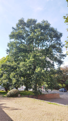 Chêne à feuilles de châtaignier &ndash; Jette, Avenue Joseph De Heyn, 102 &ndash;  01 Septembre 2026