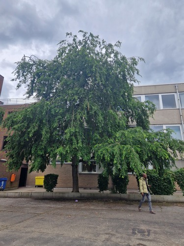 Nothofagus obliqua &ndash; Jette, Avenue de Levis Mirepoix, 100 &ndash;  11 Juin 2026