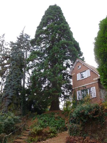 Sequoia géant – Uccle, Rue Copernic, 91 –  27 Novembre 2012