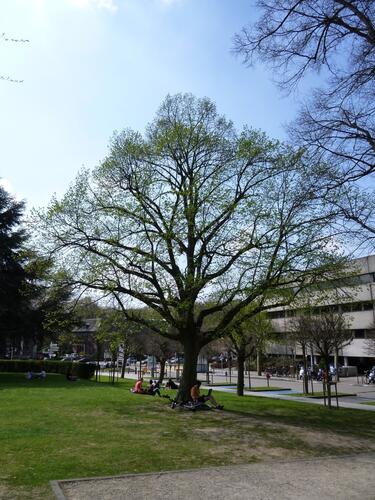 Tilleul à larges feuilles – Bruxelles, Abords du bâtiment A de l'ULB, Avenue Franklin Roosevelt, 50 –  25 Avril 2013
