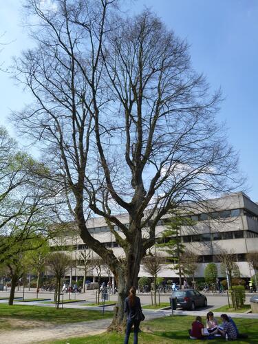 Tilleul à larges feuilles – Bruxelles, Abords du bâtiment A de l'ULB, Avenue Franklin Roosevelt, 50 –  25 Avril 2013