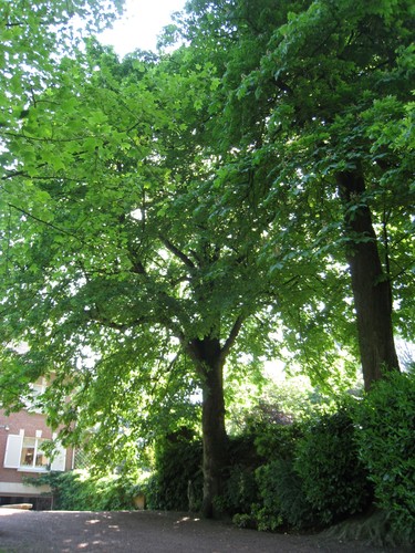 Tilleul à larges feuilles – Ixelles, Avenue du Derby, 12 –  06 Juin 2013