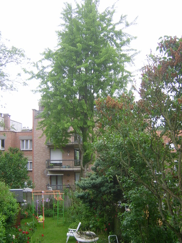 Japanse notenboom – St.- Lambrechts - Woluwe, Georges Henrilaan, 30 –  19 Juni 2013