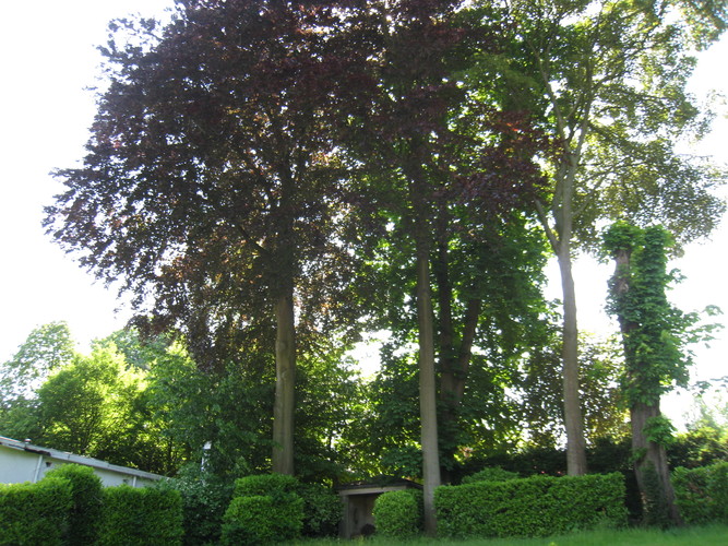 Hêtre pourpre – Ixelles, Avenue du Bois de la Cambre, 218 –  06 Juin 2013