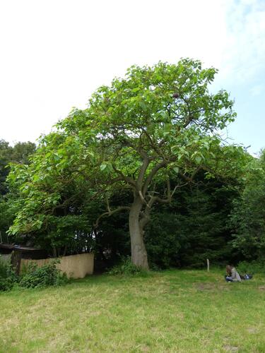 Koninginneboom – Brussel, Donderberg, Tuinbouwersstraat –  25 Juni 2013