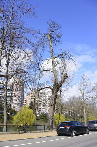 Marronnier commun – Ixelles, Etangs d'Ixelles, Avenue des Klauwaerts –  24 Mars 2023