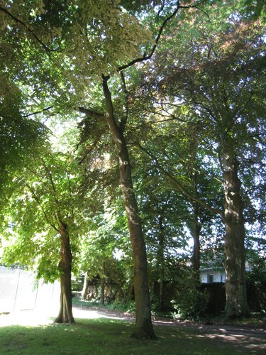 Quercus pubescens  – Jette, Titecapark, Dieleghemdreef, 79 –  10 Juli 2013