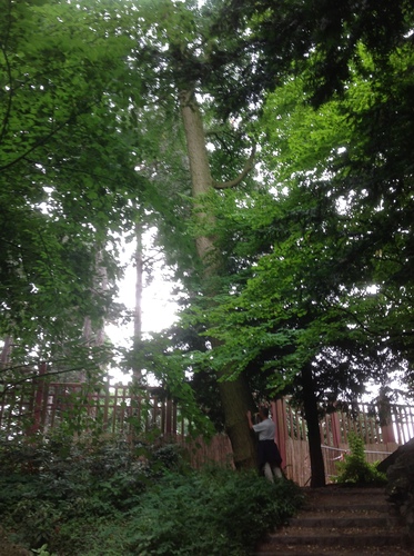 Japanse notenboom – Brussel, De tuin van de Japanse Toren, Jules Van Praetstraat –  26 Juli 2013