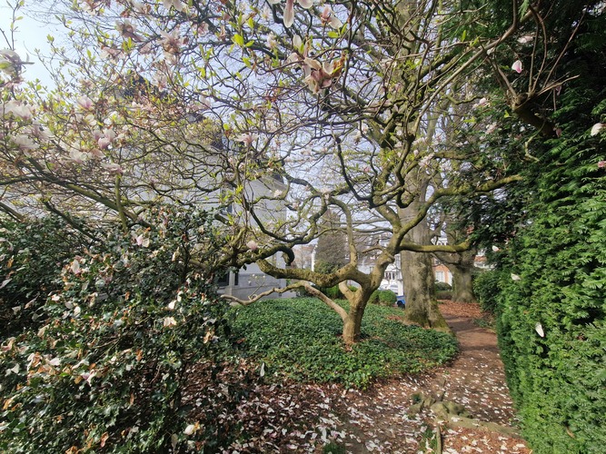 Magnolia sp &ndash; Berchem-Sainte-Agathe, Avenue René Comhaire, 59 &ndash;  23 Mars 2026