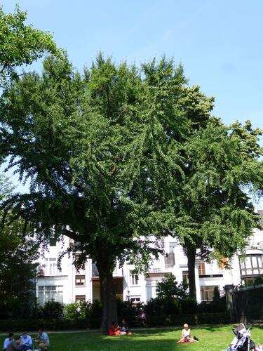 Japanse notenboom – Brussel, Egmontpark –  21 August 2013
