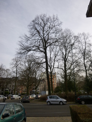 Chêne à cupules chevelues – Ixelles, Etangs d'Ixelles, Avenue du Général de Gaulle –  07 Janvier 2014
