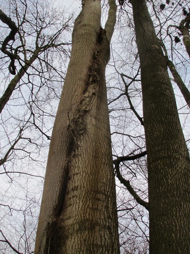 Frêne commun – Uccle, Forêt de Soignes, Boendael II –  01 Janvier 2014
