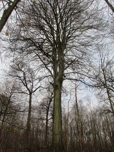 Hêtre d'Europe – Uccle, Forêt de Soignes, Boendael II –  01 Janvier 2014