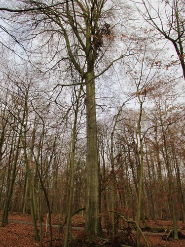 Hêtre d'Europe – Uccle, Forêt de Soignes, Boendael IV –  01 Janvier 2014