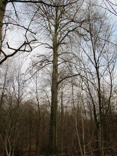 Hêtre d'Europe – Uccle, Forêt de Soignes, Boendael V –  01 Janvier 2014