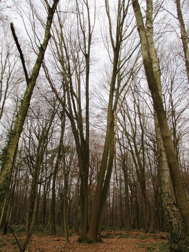 Chêne rouge d'Amérique – Uccle, Forêt de Soignes, Boendael III –  01 Janvier 2014