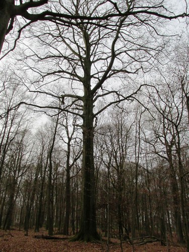 Hêtre d'Europe – Uccle, Forêt de Soignes, Boendael III –  01 Janvier 2014