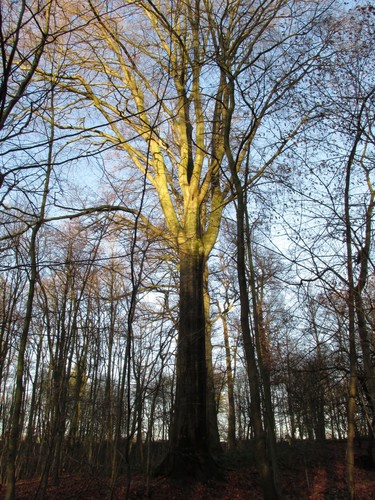 Hêtre d'Europe – Uccle, Forêt de Soignes, Boendael VIII –  01 Janvier 2014