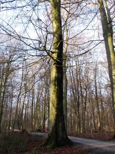Hêtre d'Europe – Uccle, Forêt de Soignes, Boendael VI –  01 Janvier 2014