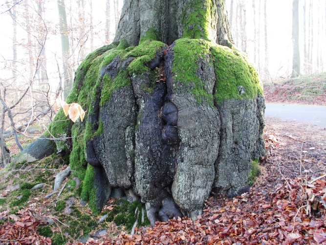 Hêtre d'Europe – Watermael-Boitsfort, Forêt de Soignes, Bonnier II –  01 Janvier 2014