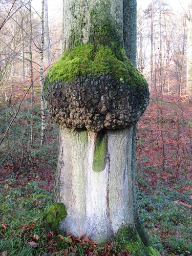 Hêtre d'Europe – Watermael-Boitsfort, Forêt de Soignes, Bonnier II –  01 Janvier 2014