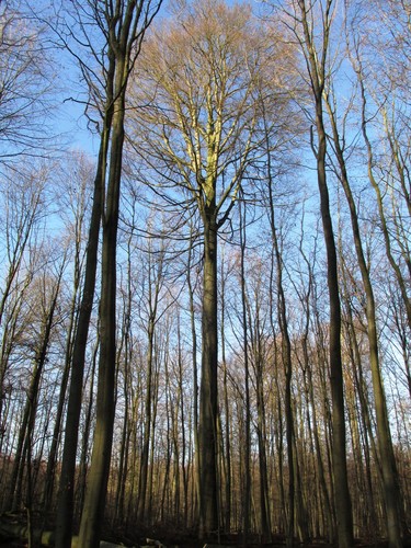 Hêtre d'Europe – Watermael-Boitsfort, Forêt de Soignes, Bonnier I –  01 Janvier 2014