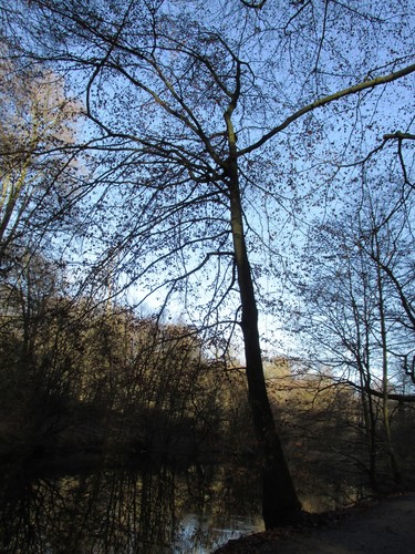 Hêtre d'Europe – Watermael-Boitsfort, Forêt de Soignes, Bonnier 0 –  01 Janvier 2014