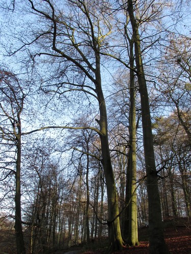 Hêtre d'Europe – Watermael-Boitsfort, Forêt de Soignes, Bonnier 0 –  01 Janvier 2014