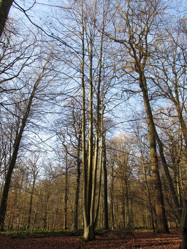 Hêtre d'Europe – Watermael-Boitsfort, Forêt de Soignes, Bonnier VII –  01 Janvier 2014