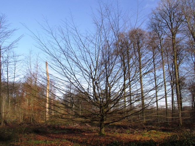 Charme commun – Watermael-Boitsfort, Forêt de Soignes, Bonnier VI –  01 Janvier 2014