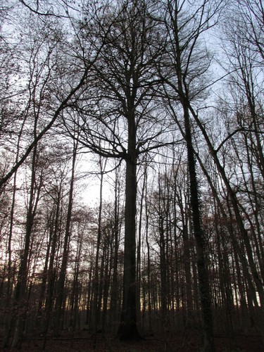 Hêtre d'Europe – Uccle, Forêt de Soignes, Infante VI –  01 Janvier 2014