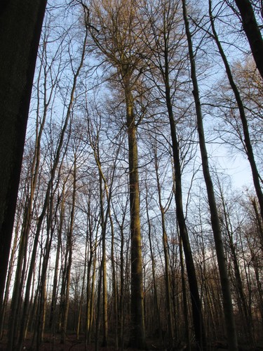 Hêtre d'Europe – Uccle, Forêt de Soignes, Infante VIII –  01 Janvier 2014