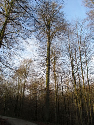 Hêtre d'Europe – Uccle, Forêt de Soignes, Infante VII –  01 Janvier 2014