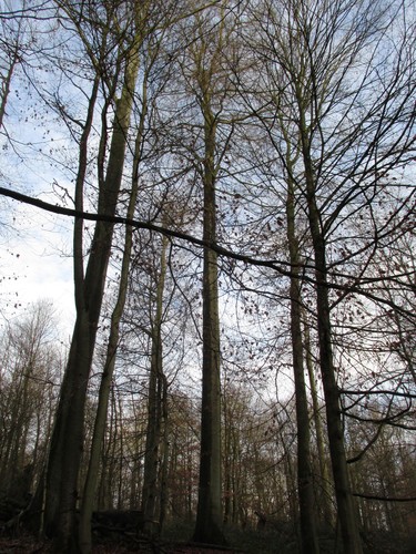Hêtre d'Europe – Uccle, Forêt de Soignes, Infante VII –  01 Janvier 2014