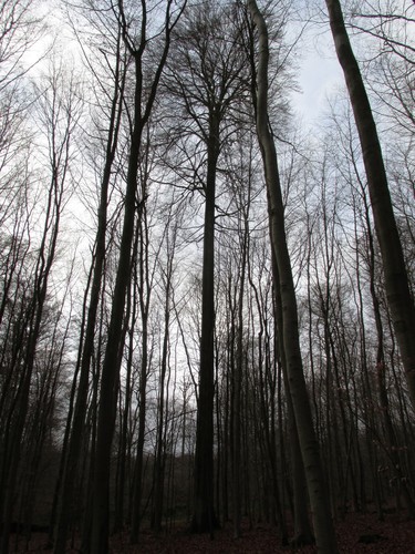 Hêtre d'Europe – Uccle, Forêt de Soignes, Infante V –  01 Janvier 2014