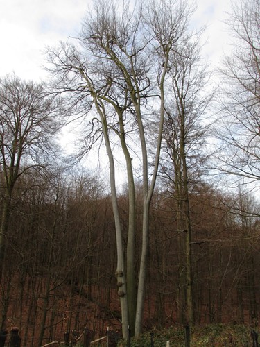 Hêtre d'Europe – Uccle, Forêt de Soignes, Infante IV –  01 Janvier 2014