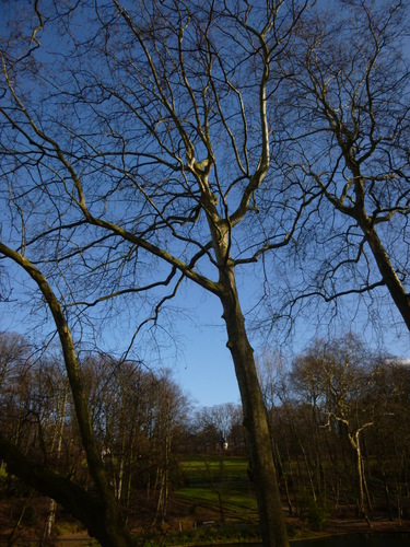 Platane à feuille d'érable – Schaerbeek, Parc Josaphat –  05 Février 2014