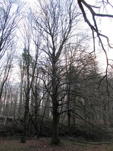 Tilleul à petites feuilles – Uccle, Forêt de Soignes, Saint-Hubert VIII –  01 Janvier 2014
