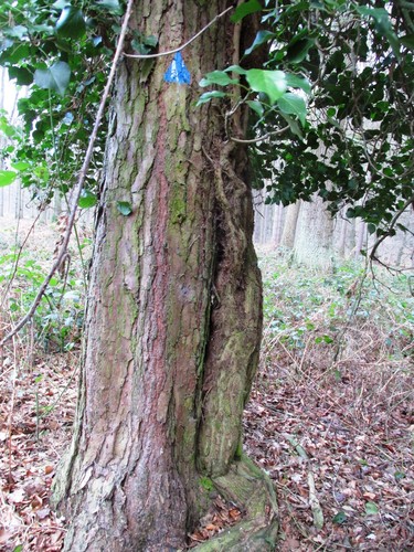 Pin sylvestre – Uccle, Forêt de Soignes, Saint-Hubert VI –  01 Janvier 2014