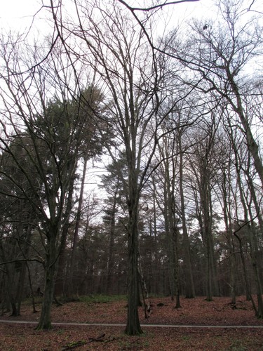 Charme commun – Uccle, Forêt de Soignes, Saint-Hubert VIII –  01 Janvier 2014