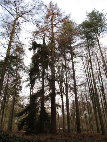 Mélèze d'Europe – Uccle, Forêt de Soignes, Saint-Hubert VI –  01 Janvier 2014