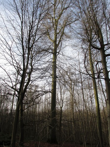 Hêtre d'Europe – Uccle, Forêt de Soignes, Saint-Hubert III –  01 Janvier 2014