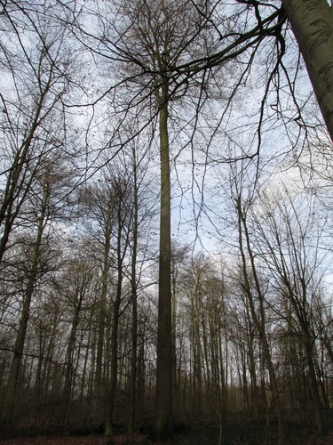 Hêtre d'Europe – Uccle, Forêt de Soignes, Saint-Hubert III –  01 Janvier 2014
