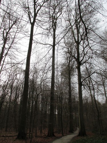 Hêtre d'Europe – Uccle, Forêt de Soignes, Saint-Hubert IV –  01 Janvier 2014