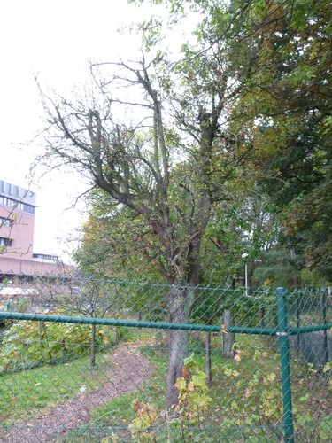 Poirier cultivé – Bruxelles, Site de l'Hôpital Brugmann , parc –  21 Octobre 2014