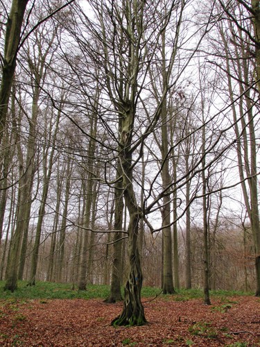 Charme commun – Uccle, Forêt de Soignes, Saint-Hubert V –  01 Janvier 2014